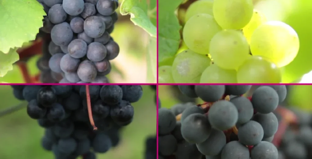 Types of wine, and grape types